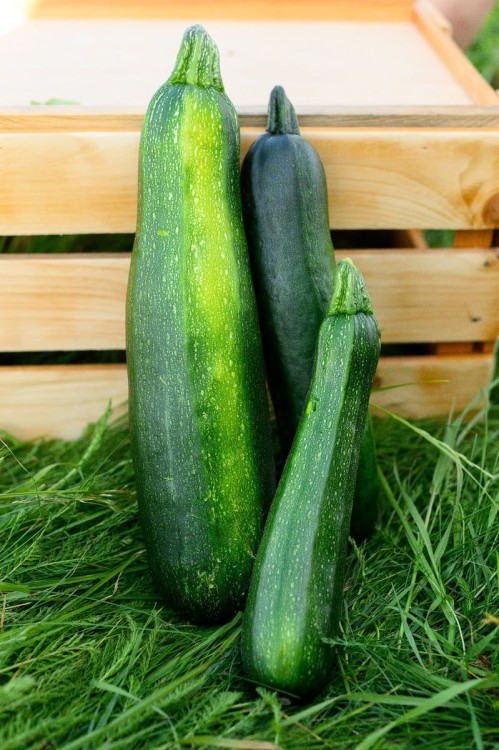 cukinia.jpg